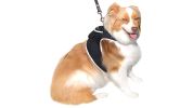 TrackMate™ GPS Dog Collar Tracker – Real-Time Pet Location Device (Size M)