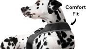 TrackTrail™ GPS Dog Tracking Collar – Long-Range GSM Locator for Hunting & Outdoor Dogs (Size: S)