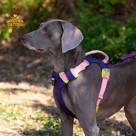 Vibrant Comfort Dog Harness & Leash Set – Secure, Adjustable Fit for Confident Walks (select: AN6-purple-M)