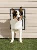 PetSafe Wall Dog Door – Convenient and Durable Entry for Your Pet